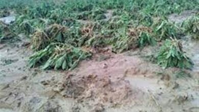 بارانهای سیل آسا 62 میلیارد به کشاورزی کهگیلویه و بویراحمد خسارت زد