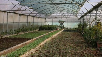 بهرهبرداری از 1634 گلخانه خانگی در سیستان و بلوچستان