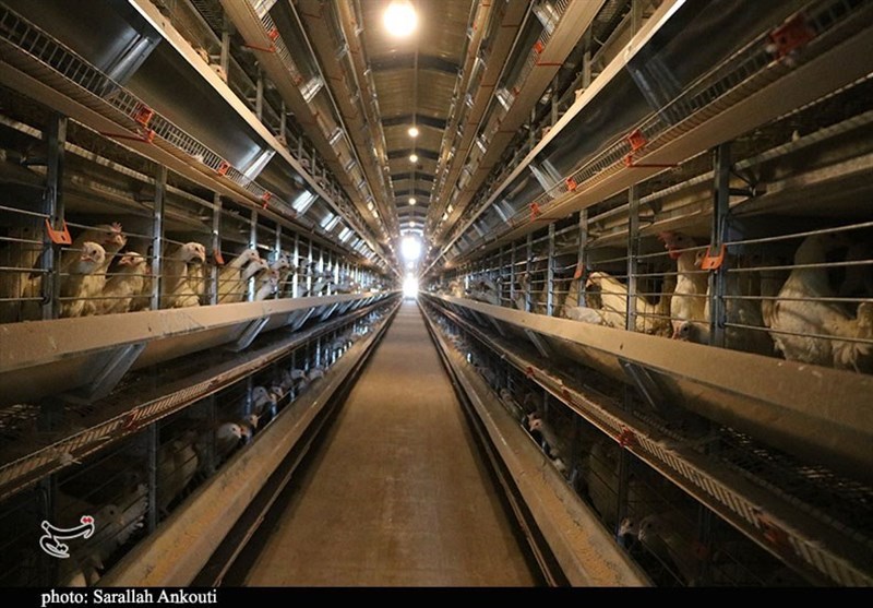 استان کرمان , دهه فجر انقلاب اسلامی ,