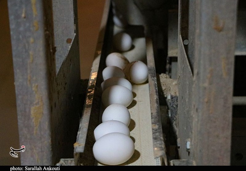 استان کرمان , دهه فجر انقلاب اسلامی ,