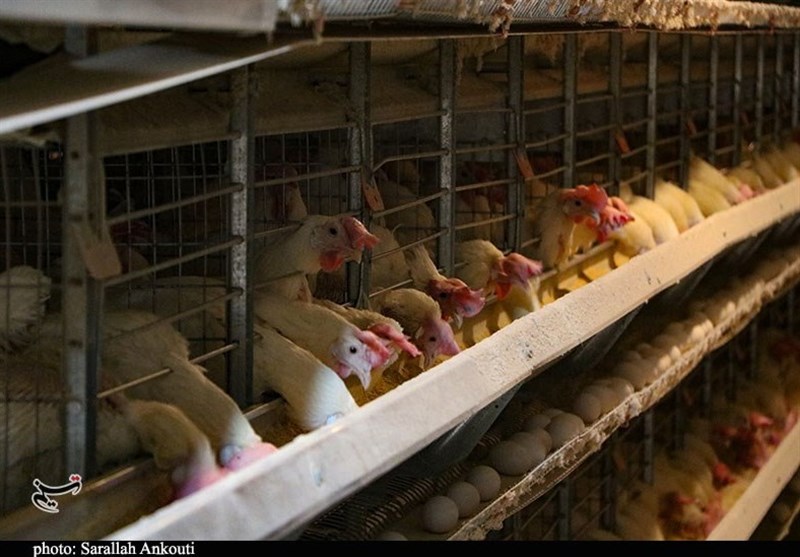 استان کرمان , دهه فجر انقلاب اسلامی ,