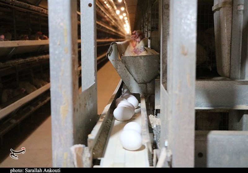 استان کرمان , دهه فجر انقلاب اسلامی ,