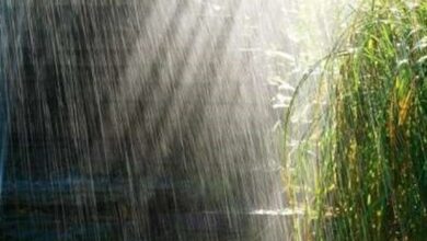 بیشترین باران بوشهر در دیلم به میزان 58 میلیمتر ثبت شد