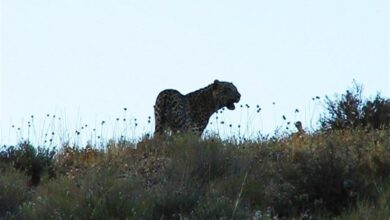 تشکیل 12 پروندۀ خسارت حیاتوحش به مزارع و دامها در لرستان
