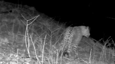 ثبت تصویر پلنگ در جنگلهای هیرکانی گیلان برای چندمین بار + فیلم