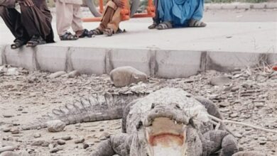 خطر حمله «گاندو» در پی وقوع سیلاب در بلوچستان