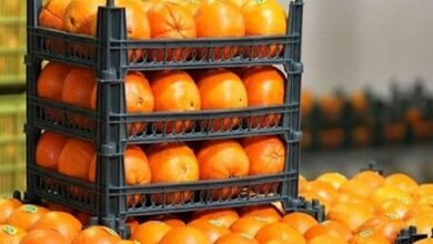 ذخیرهسازی 20 هزار تن میوه شب عید در کشور