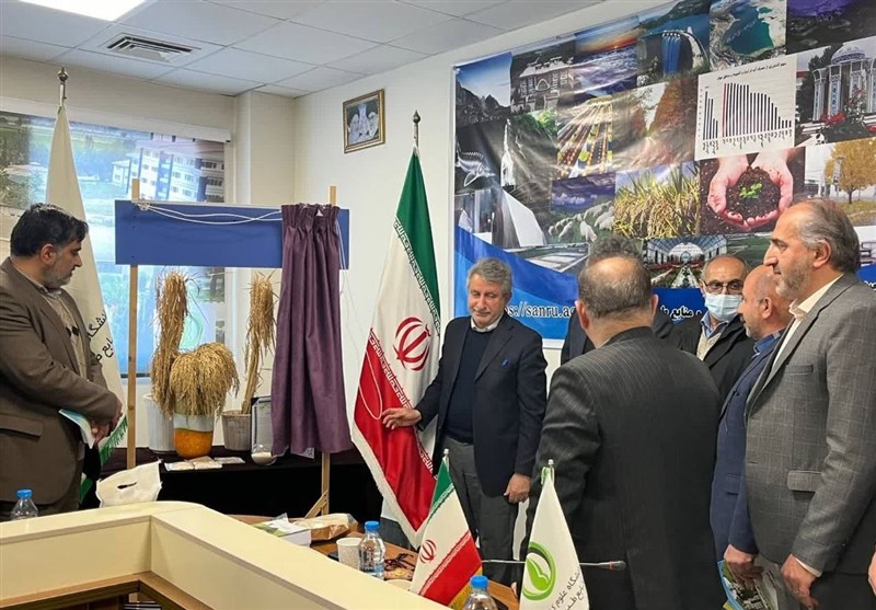 رونمایی از رقم برنج "امیر" در مازندران