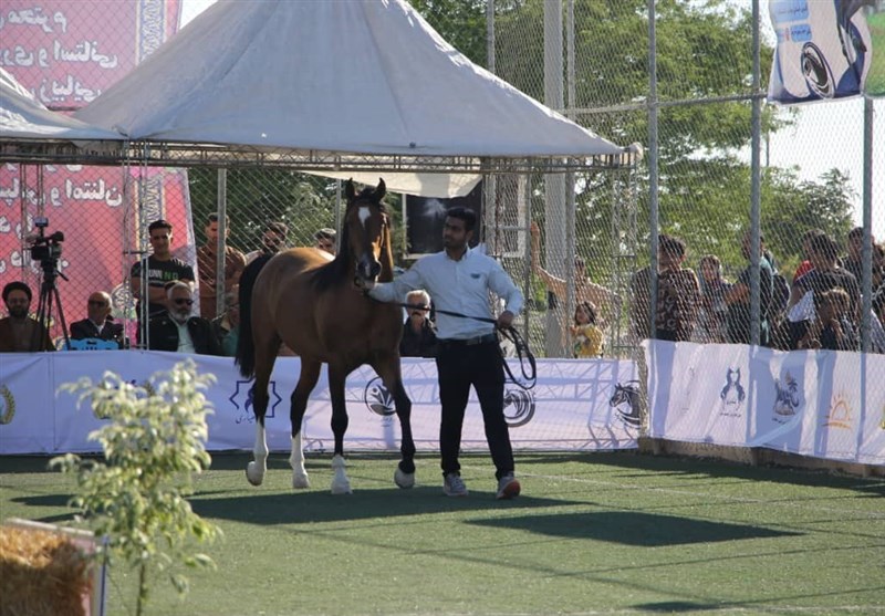 زیباترین اسبهای ایران را ببینید + تصاویر