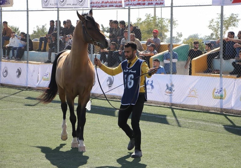 زیباترین اسبهای ایران را ببینید + تصاویر