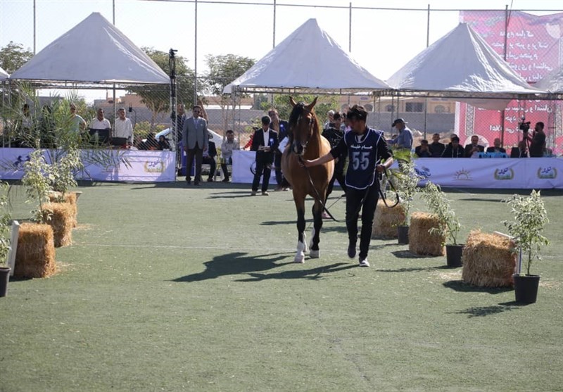 زیباترین اسبهای ایران را ببینید + تصاویر