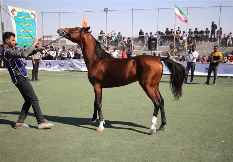 زیباترین اسبهای ایران را ببینید + تصاویر