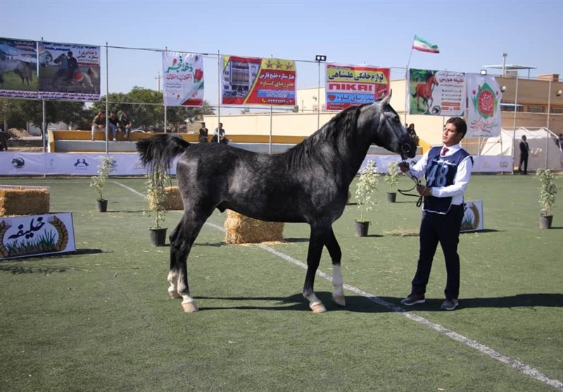 زیباترین اسبهای ایران را ببینید + تصاویر