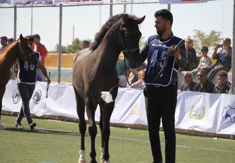 زیباترین اسبهای ایران را ببینید + تصاویر