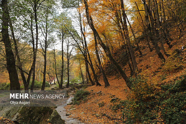 سرانه جنگل برای هر نفر به ۱۹۰۰ متر مربع میرسد