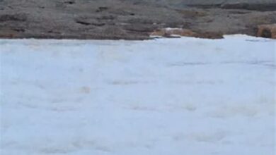 سقز طغیان کرد/ بارشها در کردستان ادامه دارد