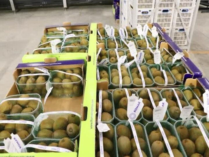 صادرات کیوی به هند بررسی شد