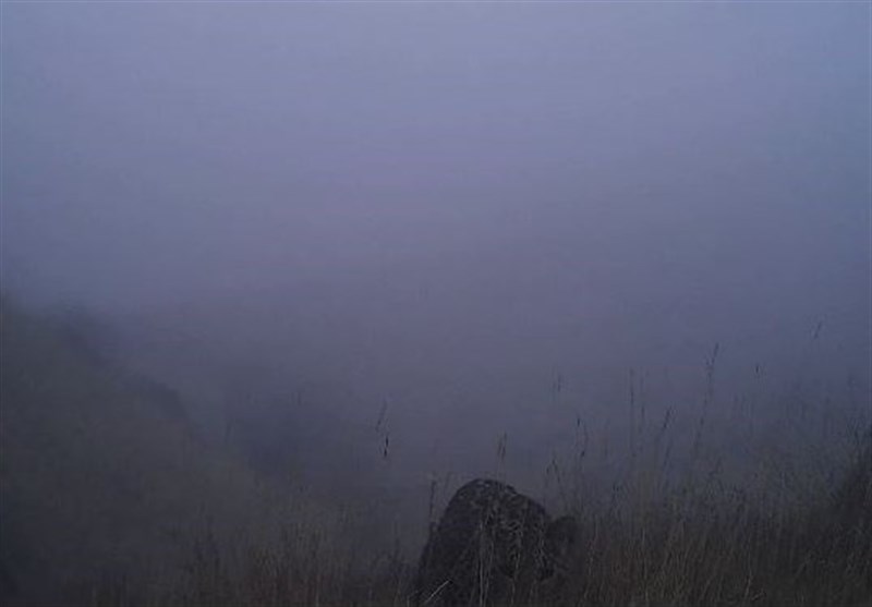 مشاهده خانواده جدید پلنگ ایرانی در پارک ملی تندوره