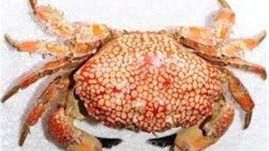 معدومسازی 250 کیلوگرم خرچنگ و آبزیان حرام گوشت در زاهدان