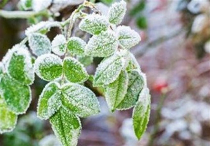 هوای سرد تا شنبه در اردبیل ماندگار است