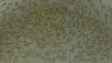 واردات نخستین محموله میگوی مولد SPF وانامی به استان بوشهر