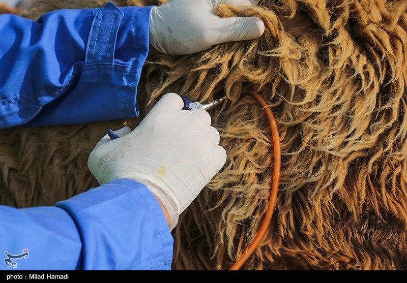 واکسیناسیون رایگان 9 میلیون دام در سیستان و بلوچستان