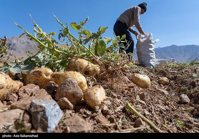 کاهش کشت محصولات آببر در کوهدشت/ سطح آب زیرزمینی پس از چند دهه مثبت شد