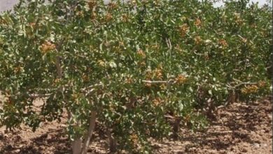 کلنگزنی اجرای یک هزار هکتار باغ پسته در زنجان