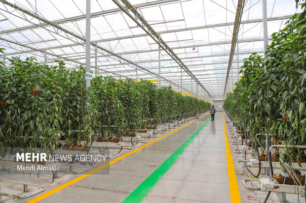 گلخانهها سهم زیادی در هدر رفت انرژی دارند