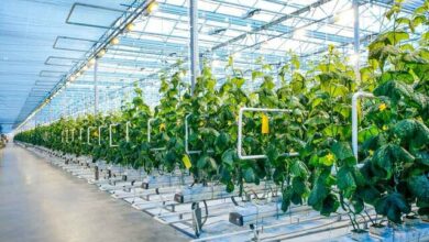 ۴ میلیون تن محصول گلخانهای در سال تولید میشود/ جلوگیری از خامفروشی گیاهان دارویی