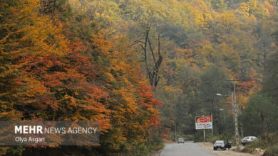 ۵۶۸ هزار هکتار جنگلکاری در مناطق شمال کشور