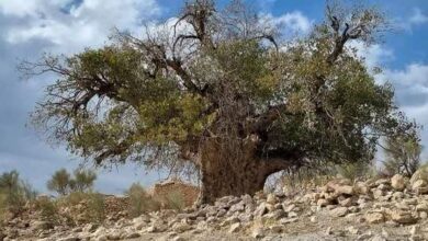 70 درخت کهنسال فارس ثبت ملی شدهاند