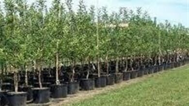 800 هزار اصله نهال برای کشت در سیستان و بلوچستان آماده شد