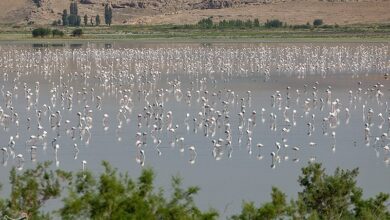 آبگیری و بازگشت طراوت به سدها و تالابهای فارس