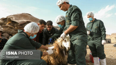 آغاز طرح تشدید نظارتهای بهداشتی از ۲۰ اسفند/ فرآوردههای خام دامی از مراکز معتبر تهیه شود