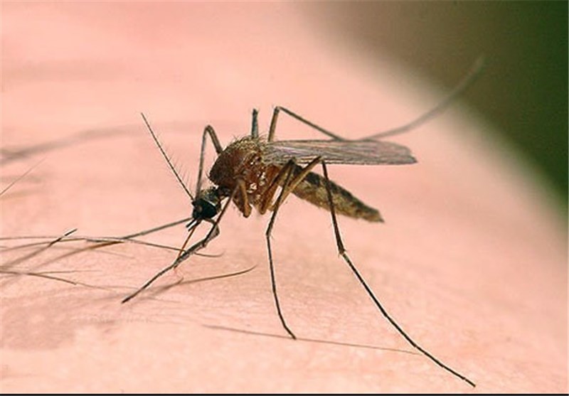 آغاز طرح مبارزه با سالک در 12000 هکتار از مناطق کاشان