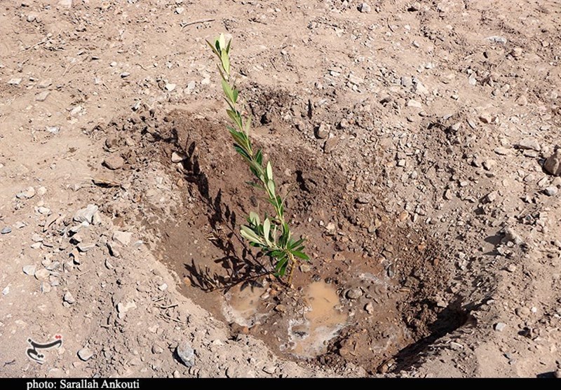 آغاز کاشت 500 هزار اصله نهال در کردستان + تصویر