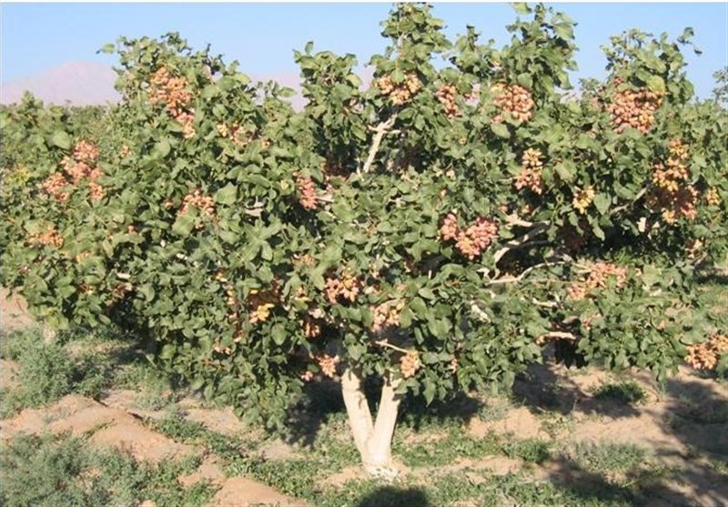 ایران رتبه اول سطح زیر کشت باغات پسته در جهان را دارد