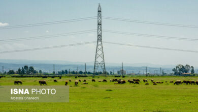 بارندگیها چقدر علوفه تولید میکند؟