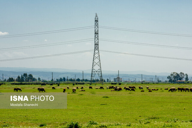 بارندگیها چقدر علوفه تولید میکند؟