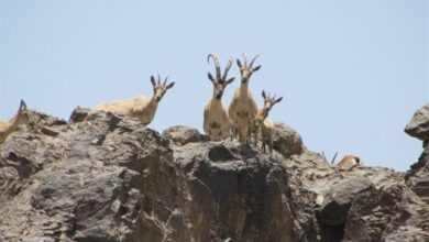 بقای حیات گونههای جانوری خراسان جنوبی در خطر است