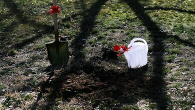 توزیع 21هزار اصله نهال در کاشان/ 10 هکتار طرح کاشت نهال بهرهبرداری شد