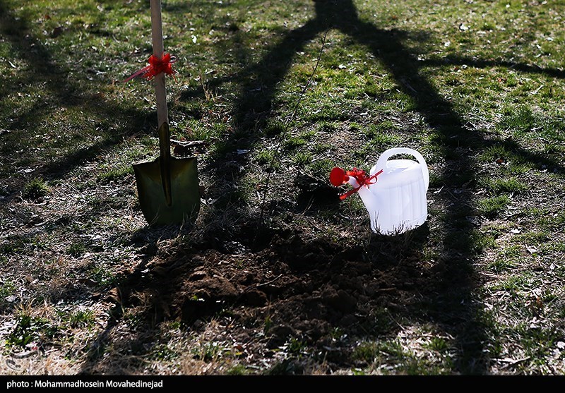 توزیع 21هزار اصله نهال در کاشان/ 10 هکتار طرح کاشت نهال بهرهبرداری شد