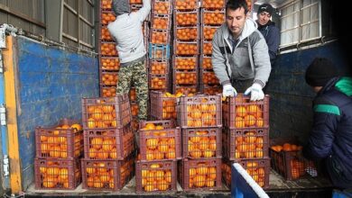 توزیع 530 تن سیب و پرتقال شب عید در چهارمحال و بختیاری