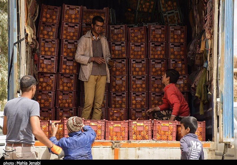 توزیع میوه شب عید در 25 استان کشور آغاز شد