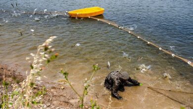 تولید 60 میلیون بچهماهی در مزارع لرستان/ تولید خاویار بومی شد