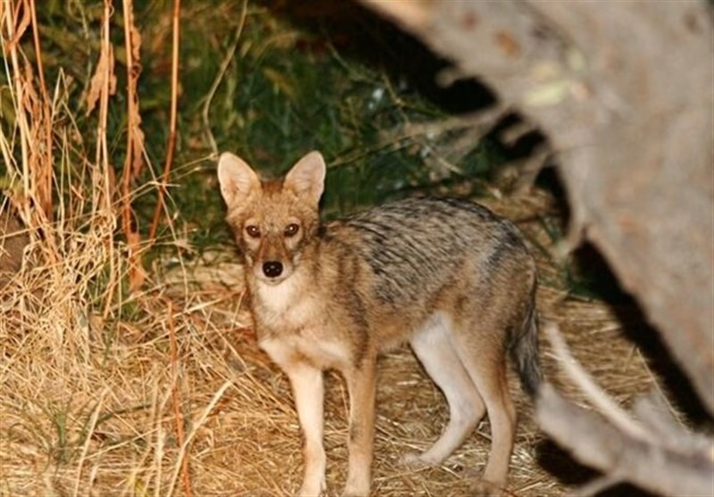 حمله شغال به 10 شهروند نوشآبادی