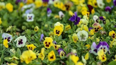 روستای عباسآباد نطنز روستای برتر اشتغالزایی