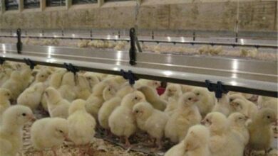 رکورد جوجهریزی مرغداریهای سیستان و بلوچستان از 23 میلیون قطعه فراتر رفت