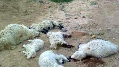 ریزش کوه 24 رأس گوسفند عشایر گیلانغرب را تلف کرد